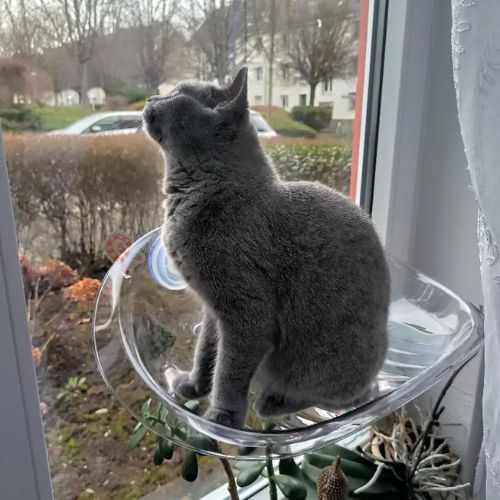 hamac pour chat fenetre transparent
