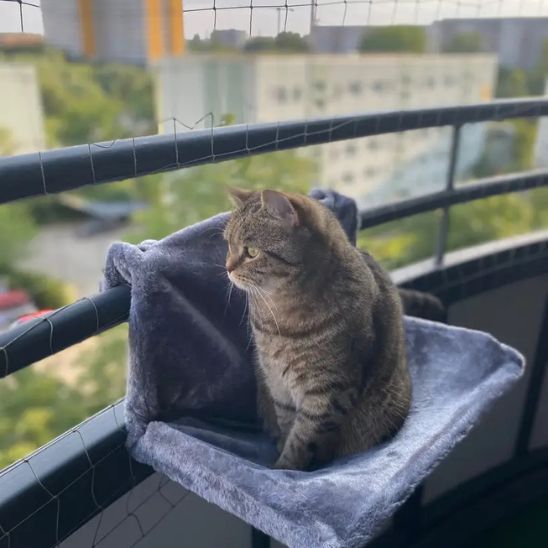hamac pour chat radiateur | DODOCHO