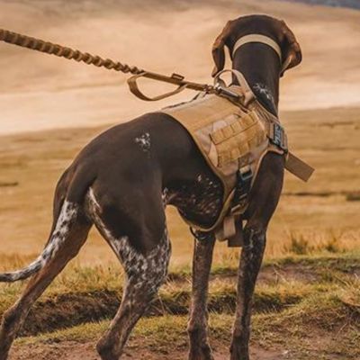 Harnais anti traction chien | WalkGuard™
