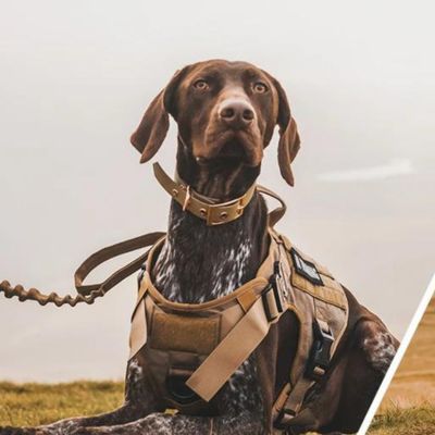 Harnais anti traction chien | WalkGuard™