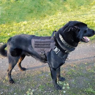 Harnais anti traction chien | WalkGuard™