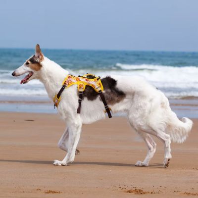 HARNAIS ANTI TRACTION – DOGSAFE™