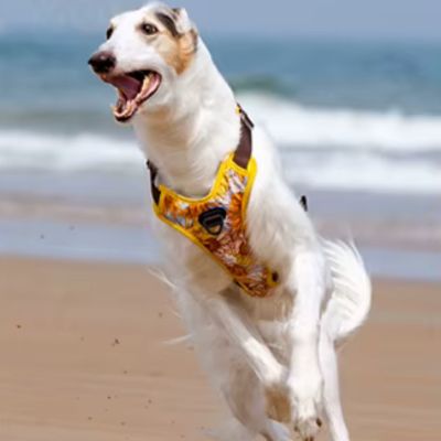 HARNAIS ANTI TRACTION – DOGSAFE™