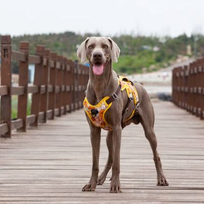 HARNAIS ANTI TRACTION – DOGSAFE™