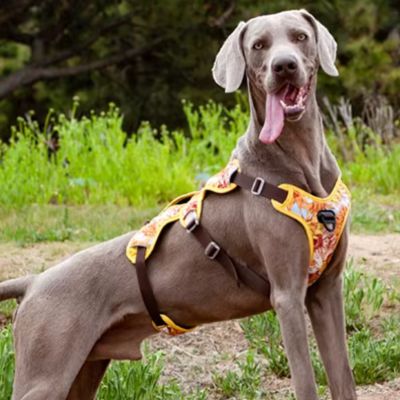HARNAIS ANTI TRACTION – DOGSAFE™