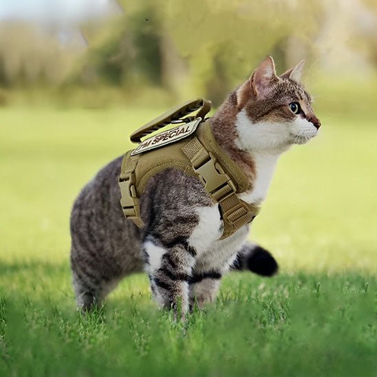 harnais chat anti fugue | CHAVENTURE