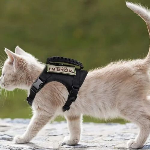 harnais chat anti fugue | CHAVENTURE - Happy minet