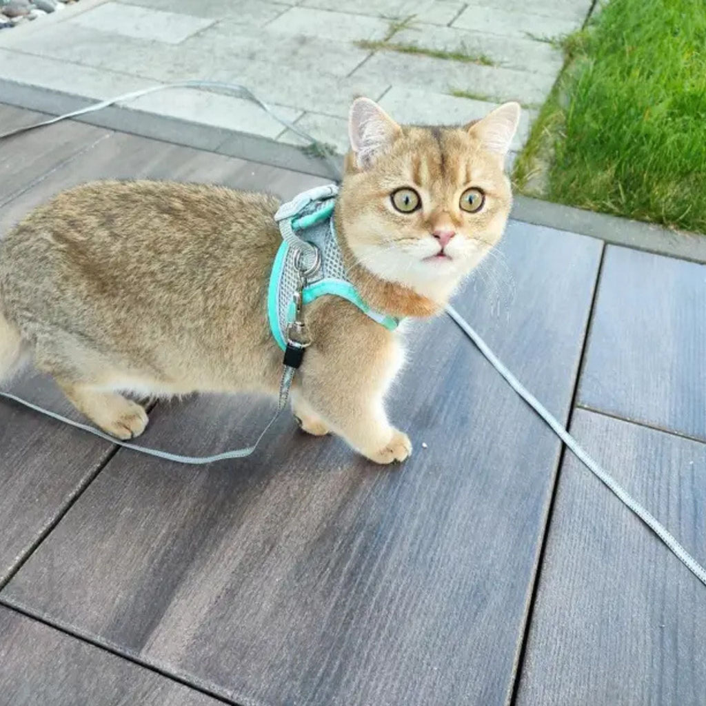 harnais chat anti-fugue| EXPLORER HARNESS