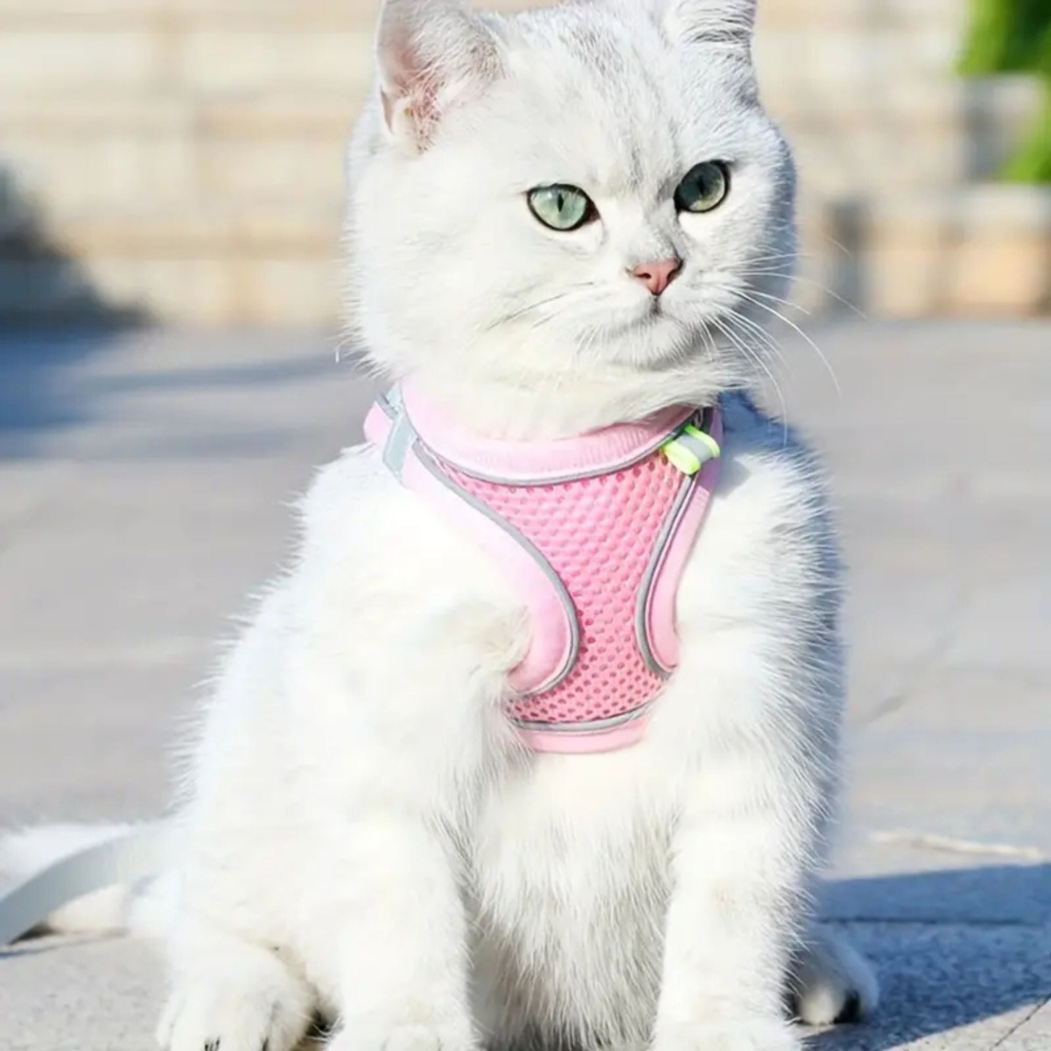 harnais chat anti-fugue| EXPLORER HARNESS