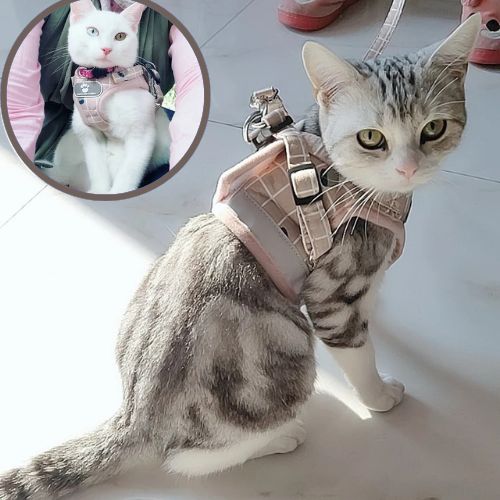 harnais chat anti fugue | FEARLESS