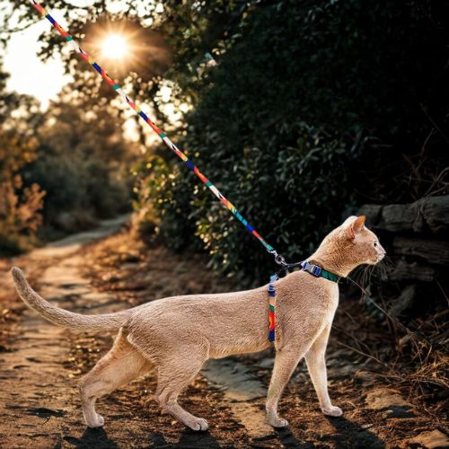harnais chat multicolore