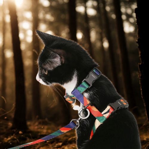 harnais chat multicolore