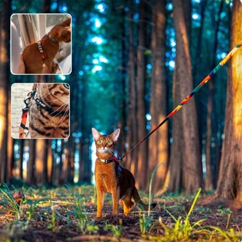 harnais chat multicolore