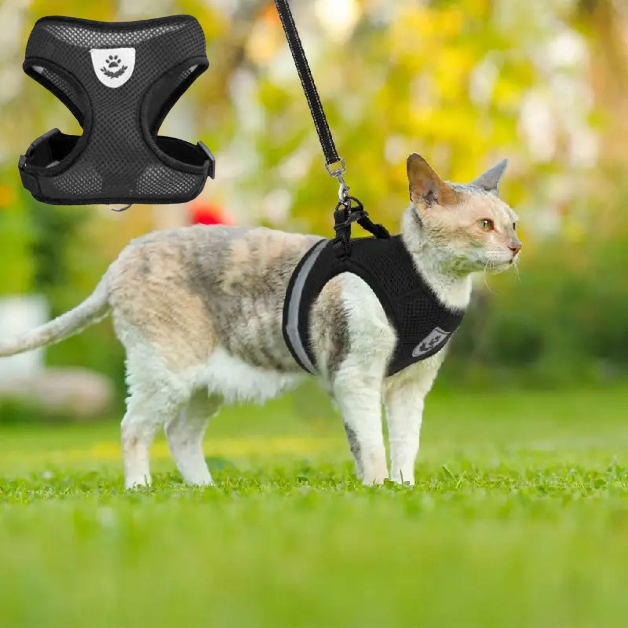 harnais chat| ELASTIC HARNESS