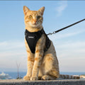 harnais chat | RENFORCÉ - Happy minet