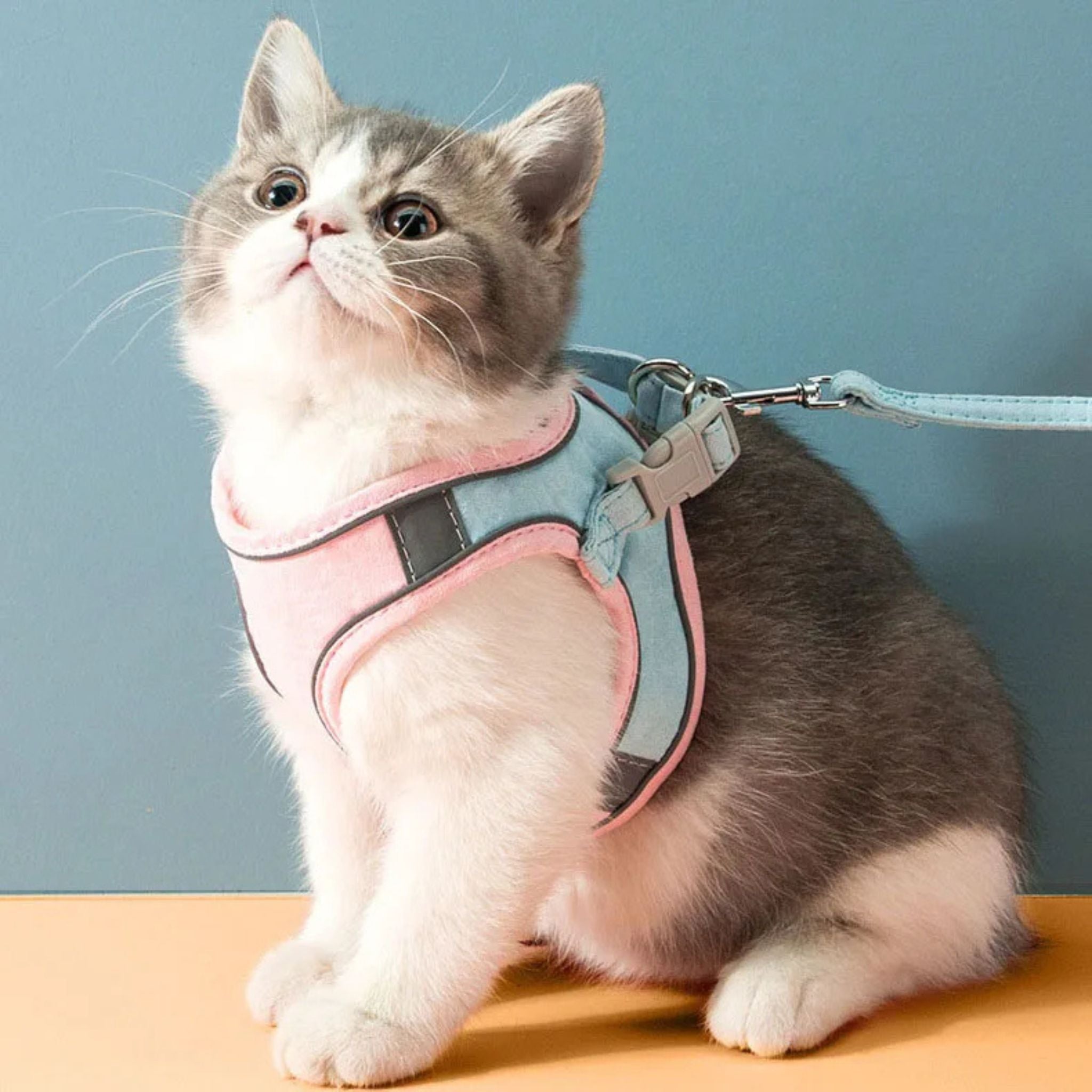 harnais-chat-rose-bleu-devant