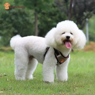 Harnais chien anti traction | PupControl™