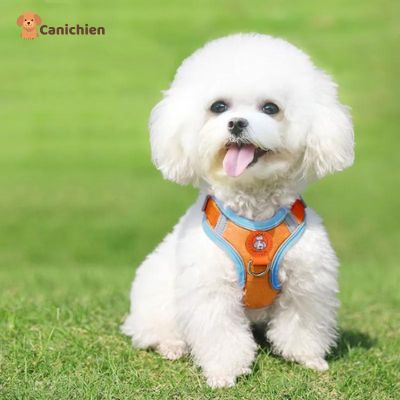 Harnais chien anti traction | PupControl™