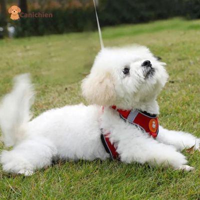 Harnais chien anti traction | PupControl™