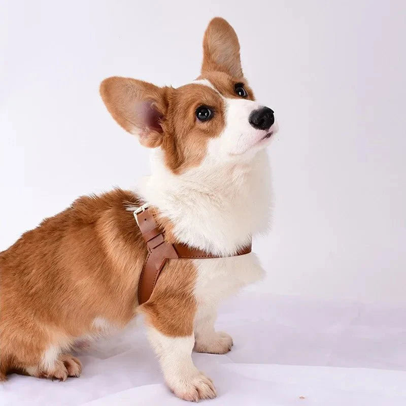 Ensemble Harnais Et Laisse Pour Chien - Les Bonnes Affaires