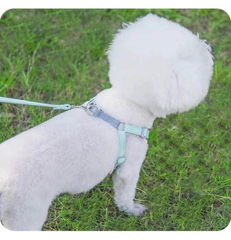 Ensemble Harnais Et Laisse Résistant Pour Chien