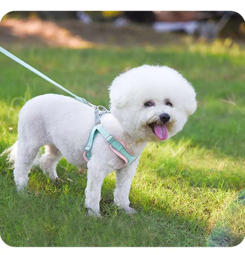 Ensemble Harnais Et Laisse Résistant Pour Chien