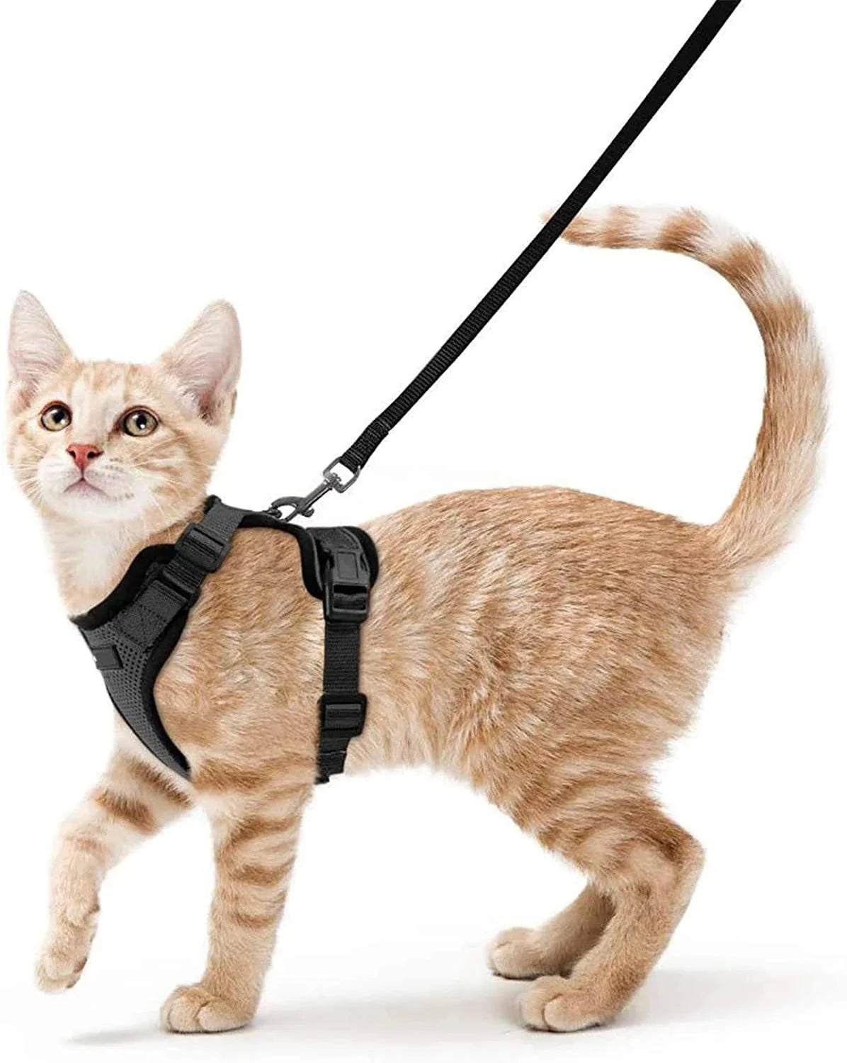 Chat beige portant un harnais et laisse pour chat noir réglable de la marque Oscar et Plume