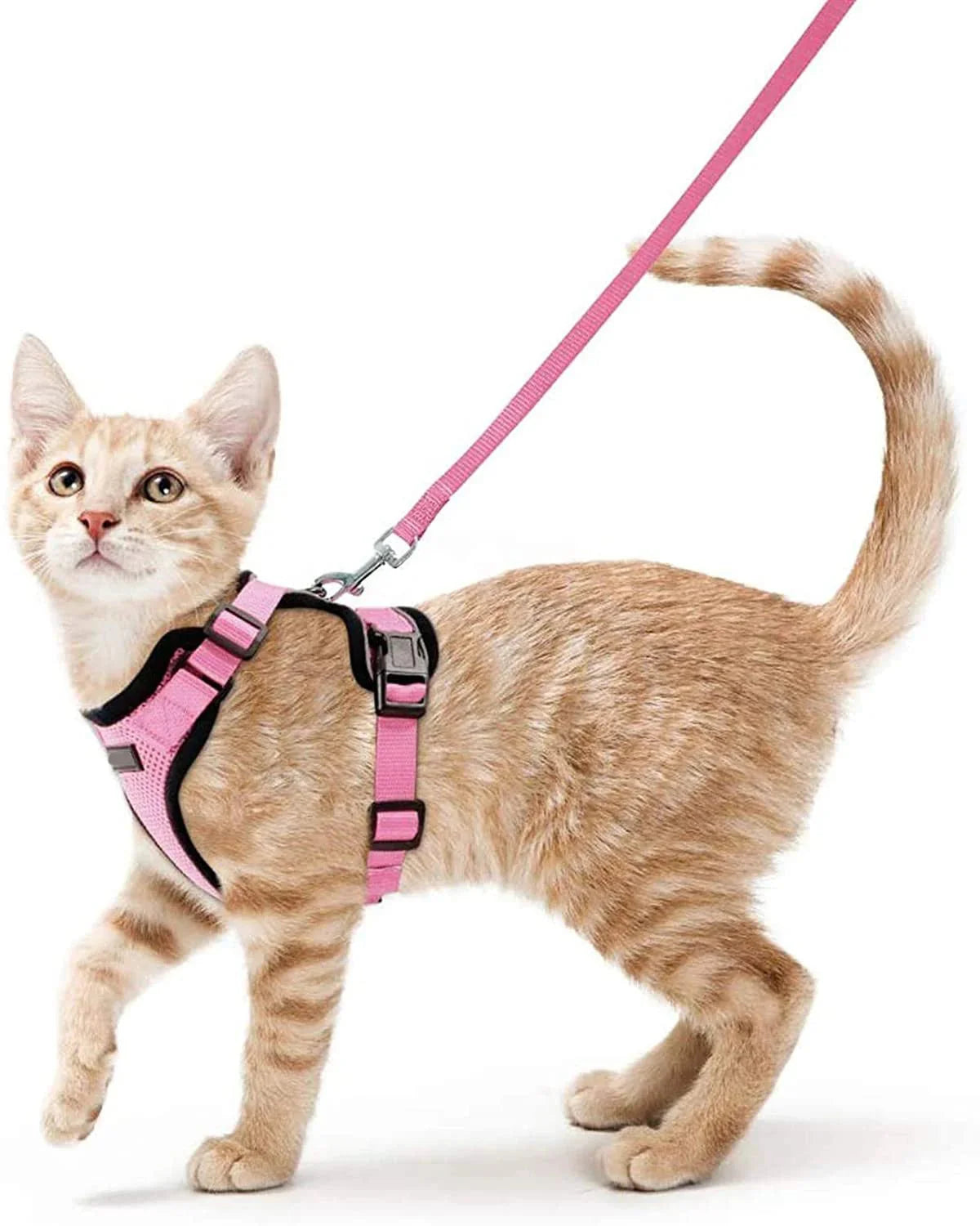 Chat beige portant un harnais et laisse pour chat rose confortable et réglable Oscar et Plume