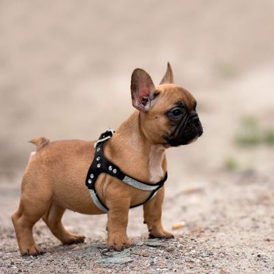 HARNAIS PETIT CHIEN GLAMWALK™