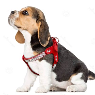 HARNAIS PETIT CHIEN GLAMWALK™