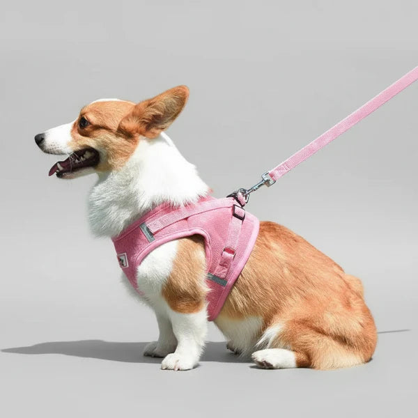 Harnais Pour Petit Chien Velours Côtelé