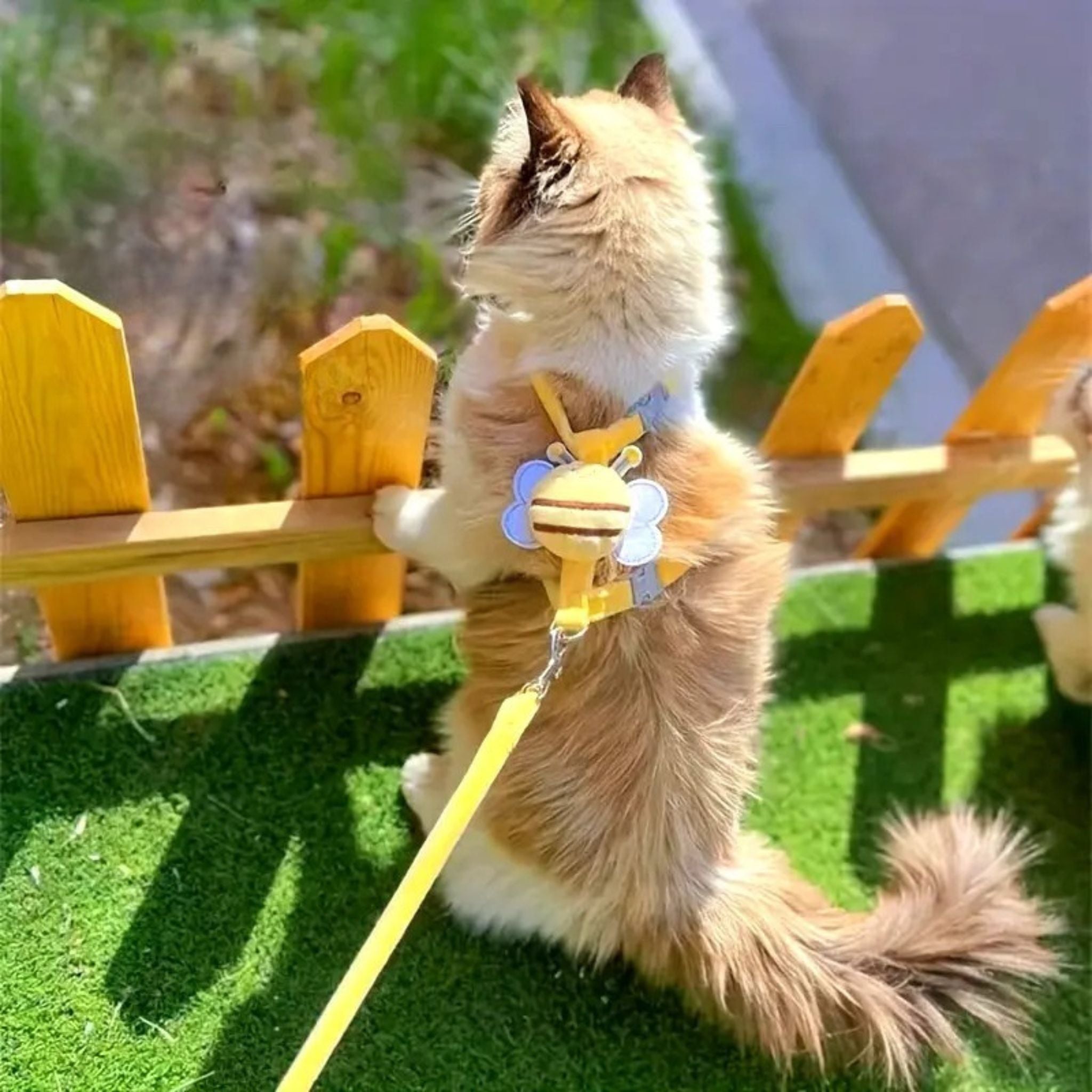 harnais pour chat | STYLÉ