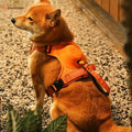 harnais-pour-chien-arriere