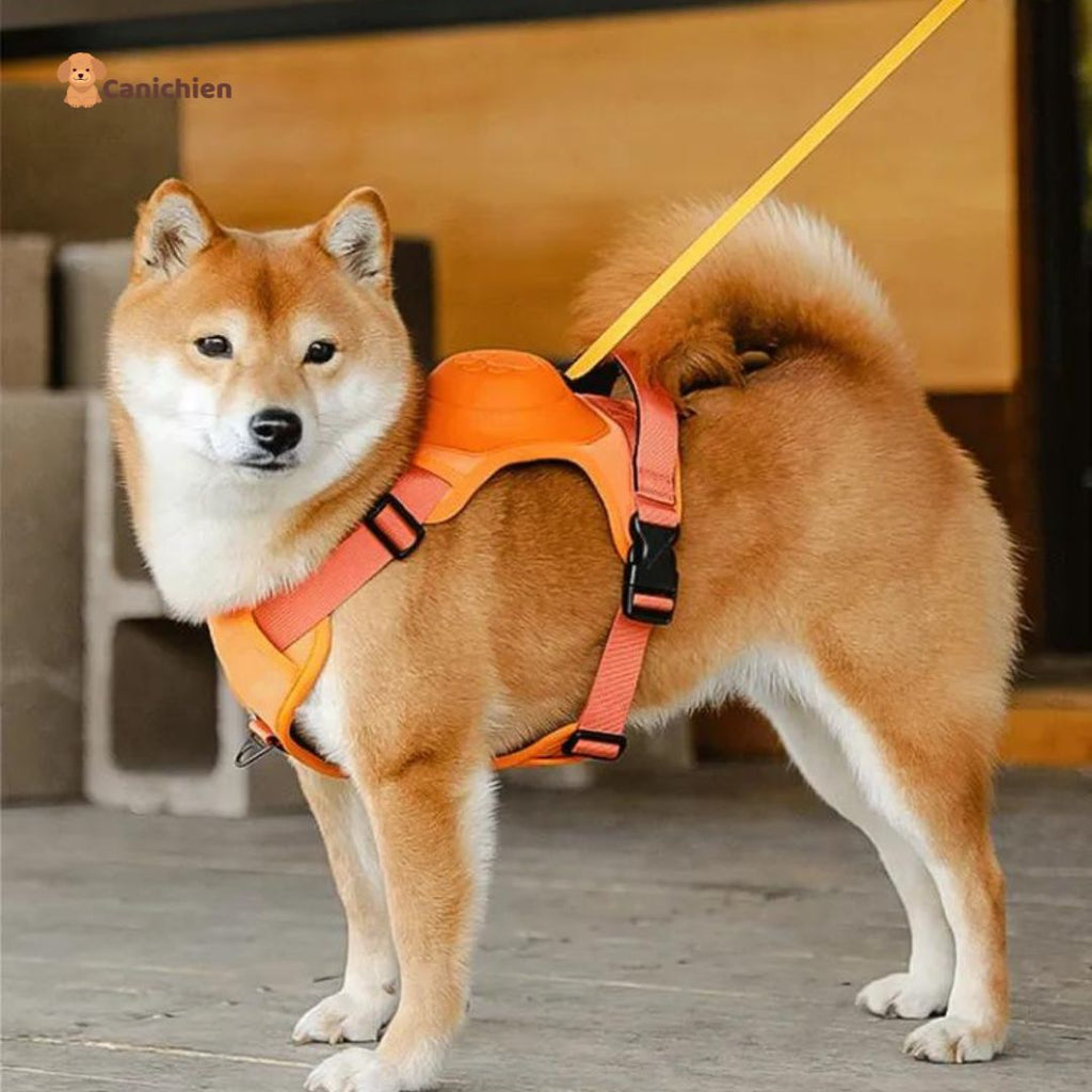Harnais Chien | WalkEase™