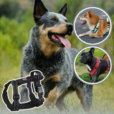 Harnais pour chien | TrackGuard™
