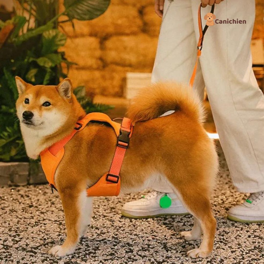 Harnais Chien | WalkEase™