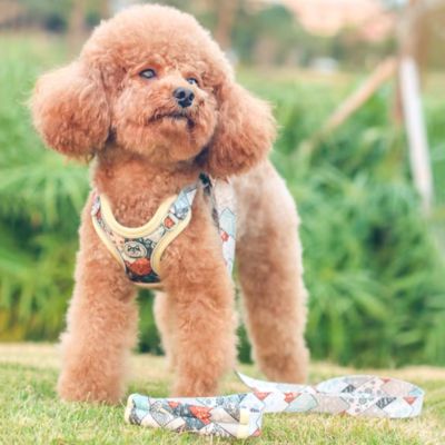 Harnais pour chien en X