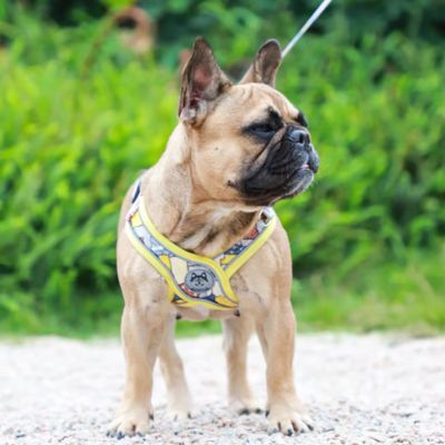 Harnais pour chien en X