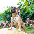harnais-pour-chien-jaune-variante