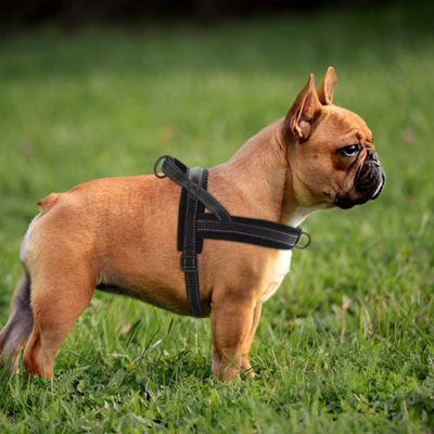 Harnais pour chien | PawEase™