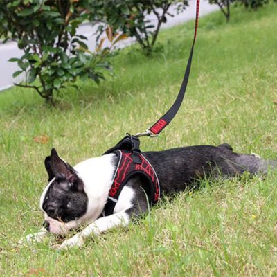 Harnais pour chien | EasyGo™
