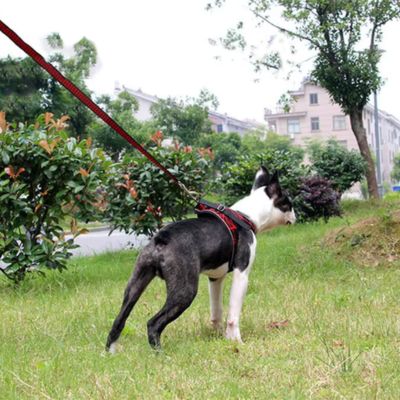 Harnais pour chien | EasyGo™