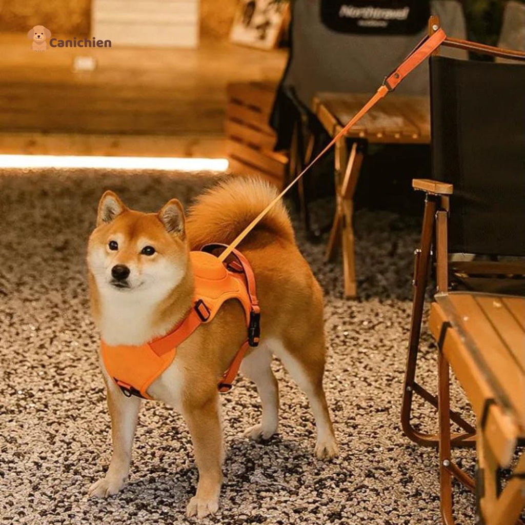 Harnais Chien | WalkEase™