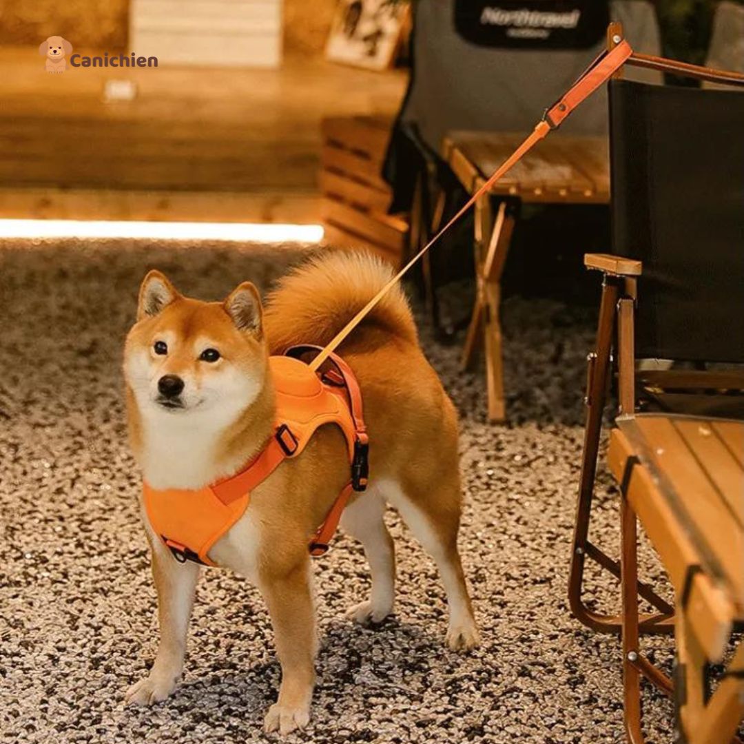 Harnais Chien | WalkEase™