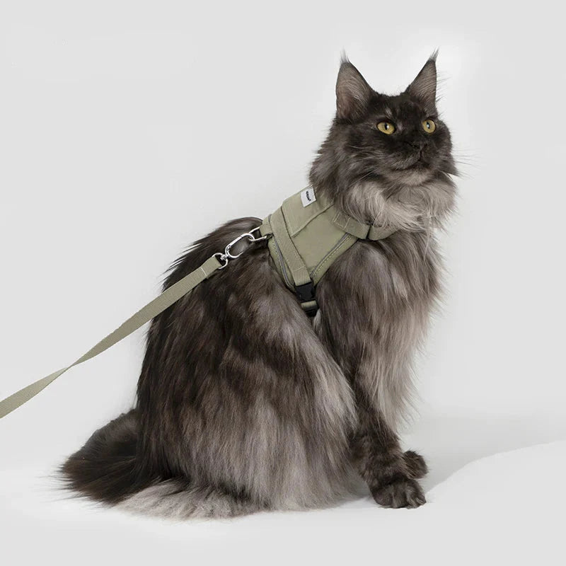 Harnais Réfléchissant Pour Chat Avec Laisse Coordonnée