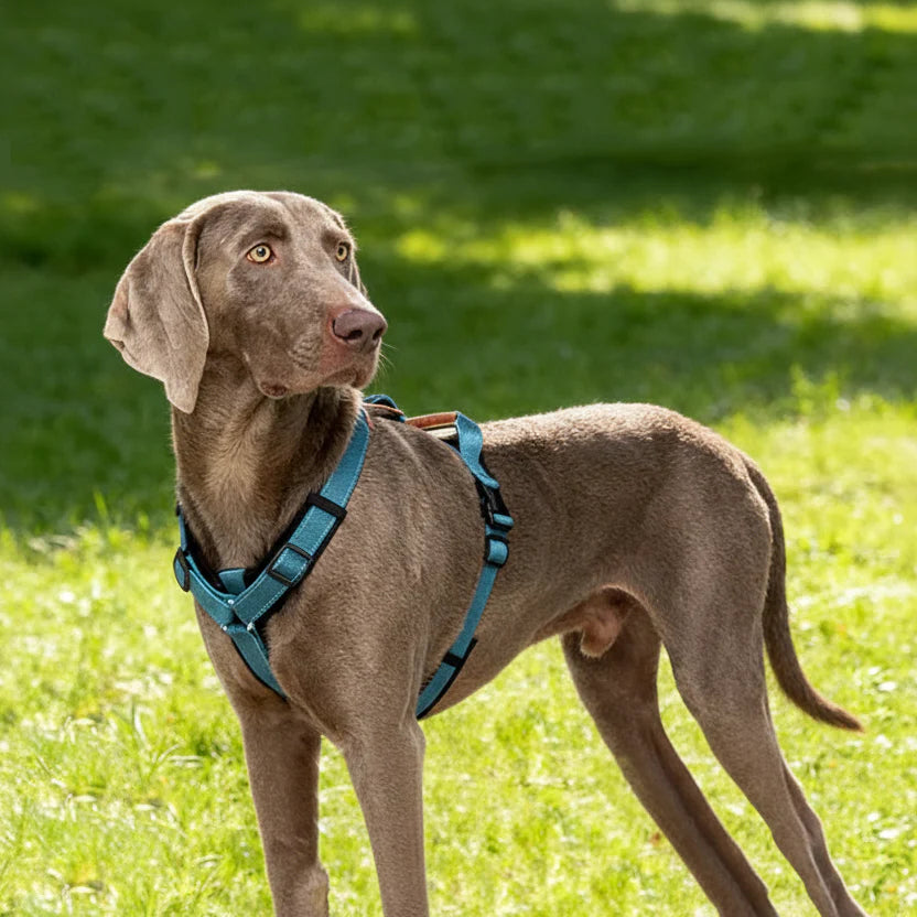 Harnais Réfléchissant Et Résistant Pour Chien