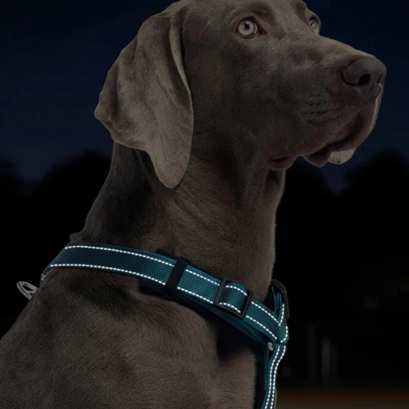 Harnais Réfléchissant Et Résistant Pour Chien