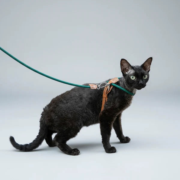 Harnais Réglable Pour Chat Avec Laisse Coordonnée