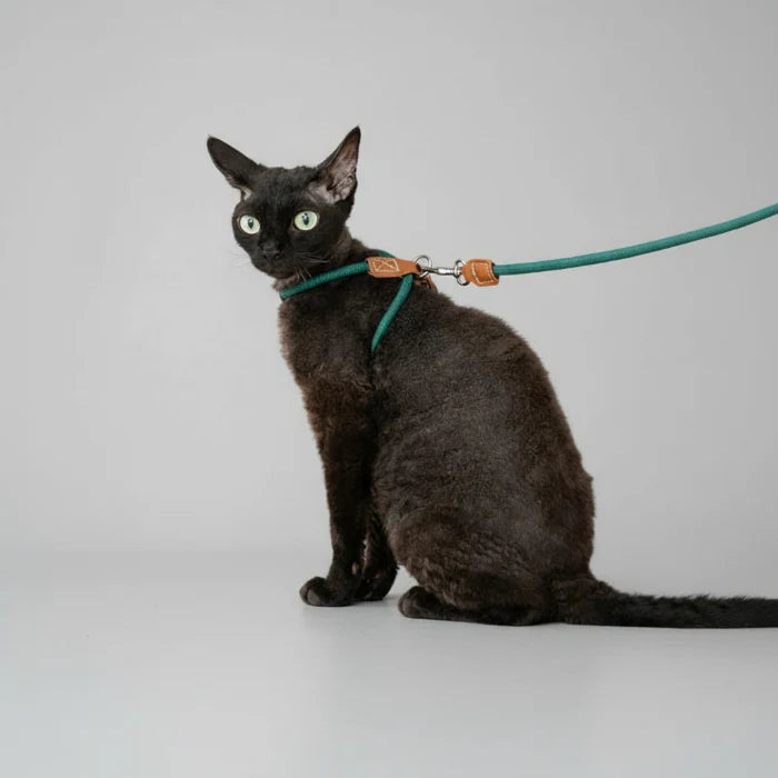 Harnais Réglable Pour Chat Avec Laisse Coordonnée