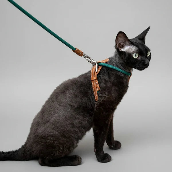 Harnais Réglable Pour Chat Avec Laisse Coordonnée